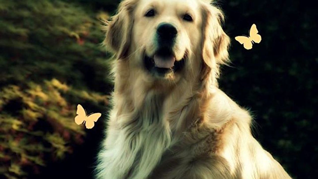 Golden Retriver
