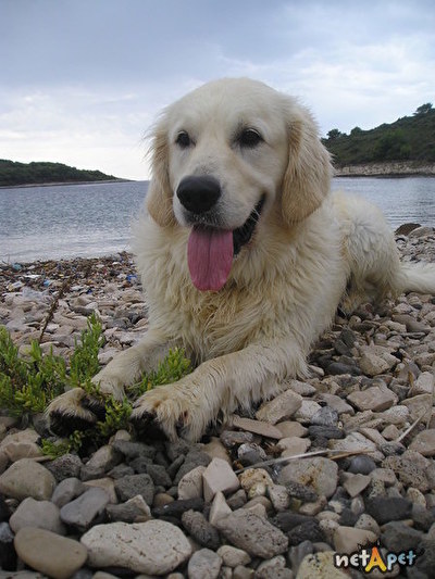 Golden Retriver